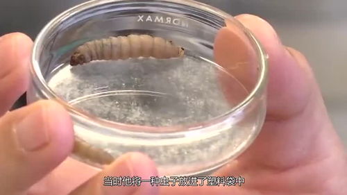 专家发现环境救星 吃塑胶虫,百只12小时啃光一个塑胶袋
